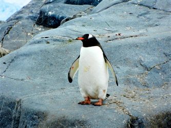 Linux Kernel 6.12: Real-time capabilities, hardware boosts, and more